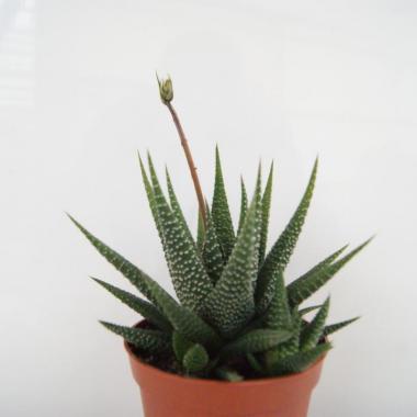 Gasterhaworthia X